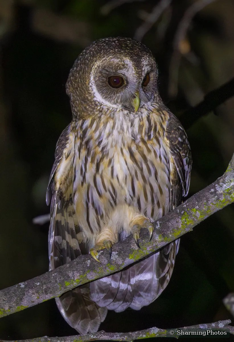 Bird photograph by Susanne Harm