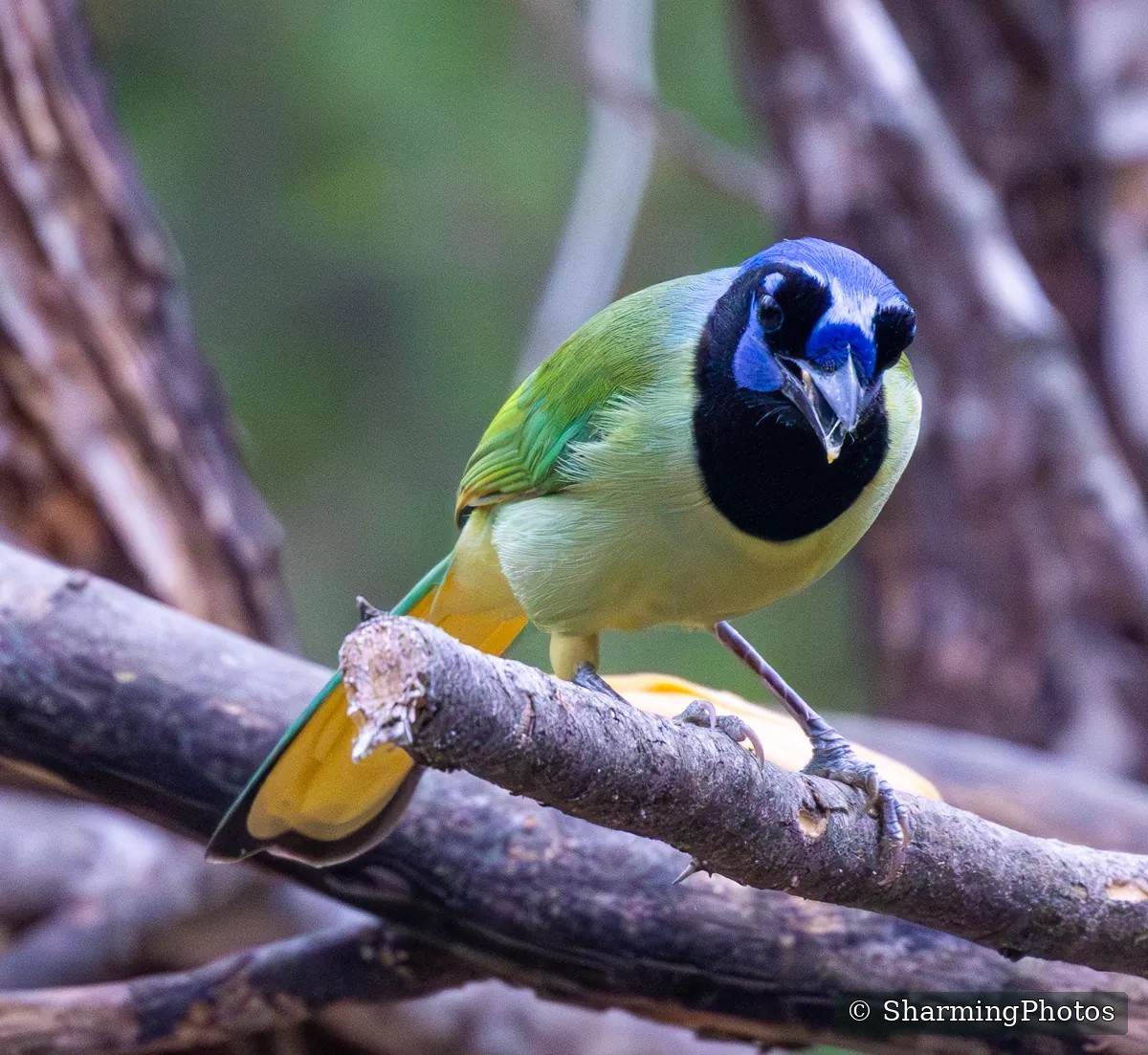 Bird photograph by Susanne Harm
