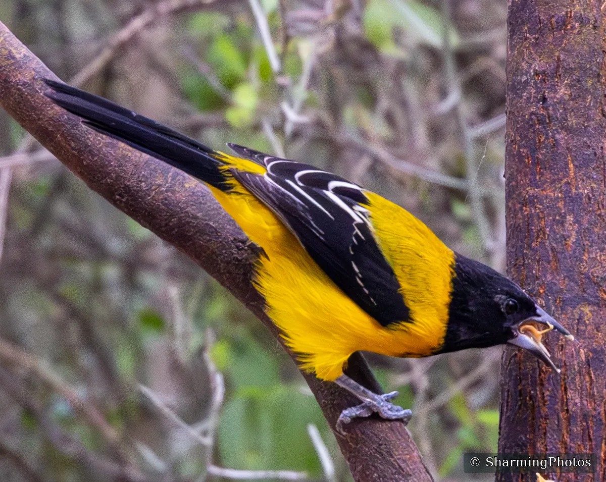 Bird photograph by Susanne Harm