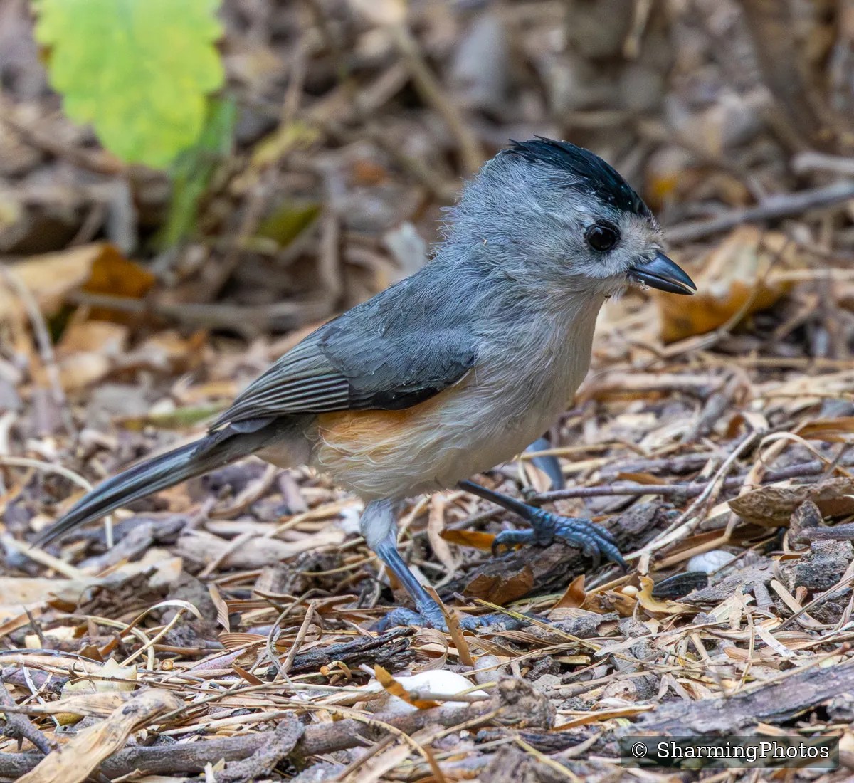 Bird photograph by Susanne Harm