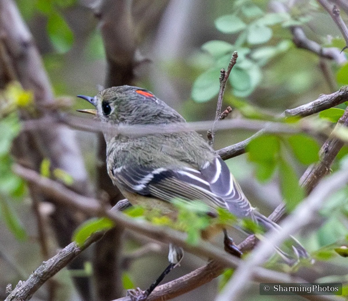 Bird photograph by Susanne Harm