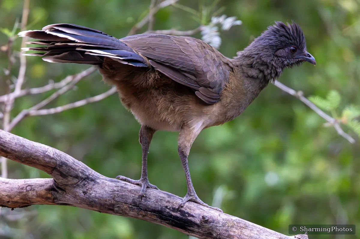 Bird photograph by Susanne Harm