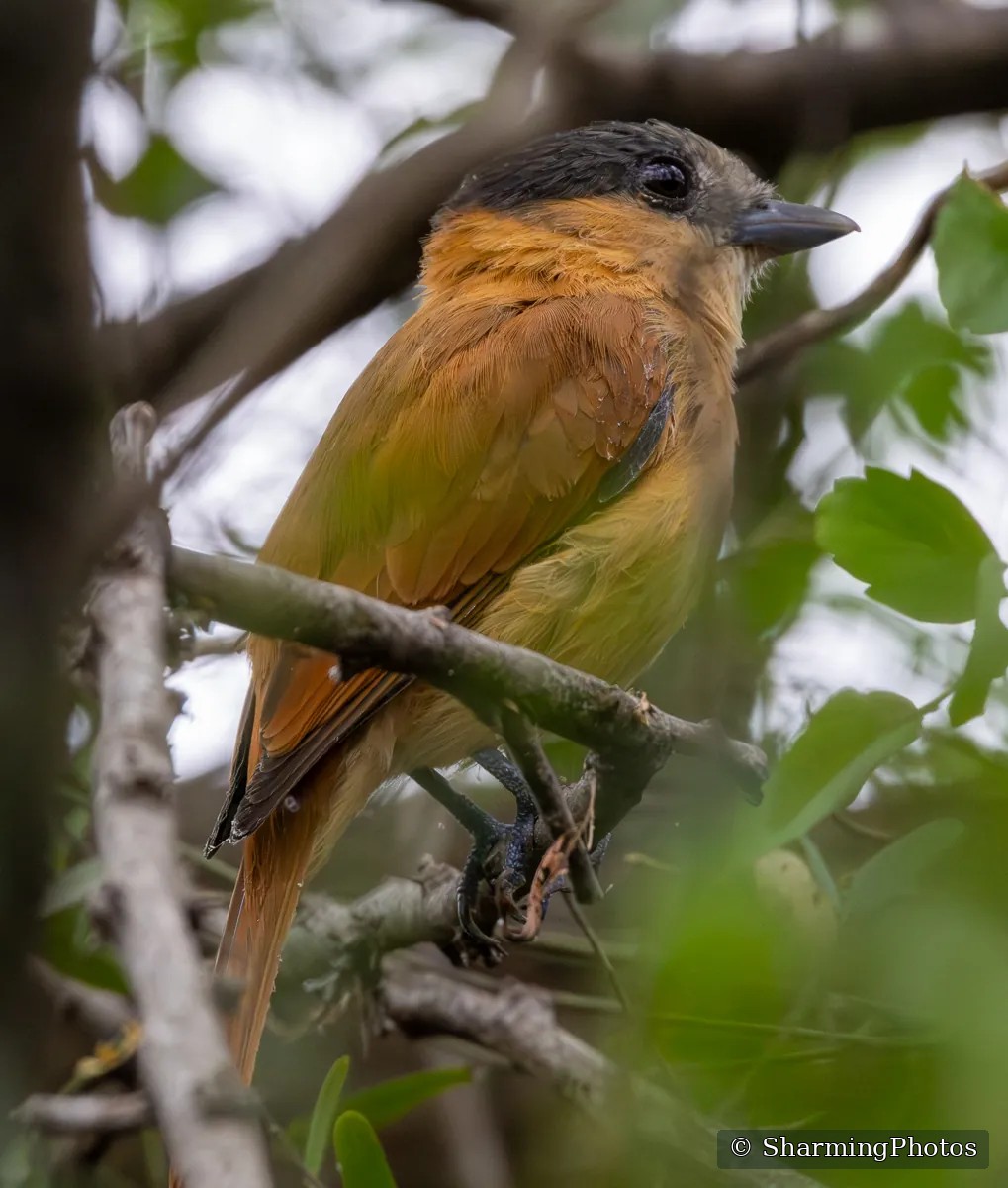 Bird photograph by Susanne Harm
