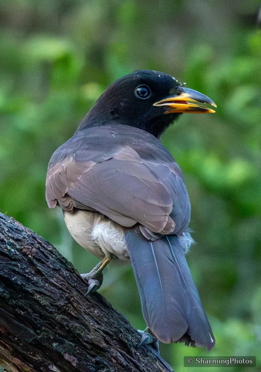 Bird photograph by Susanne Harm