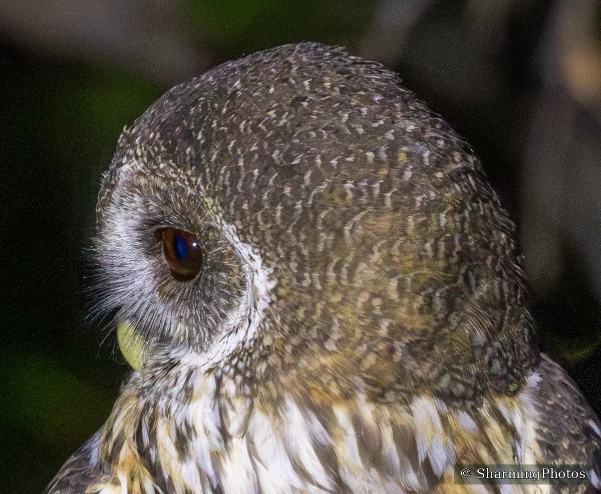 Bird photograph by Susanne Harm