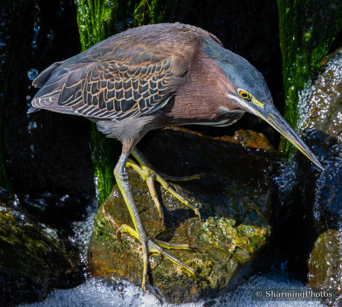 Bird photograph by Susanne Harm