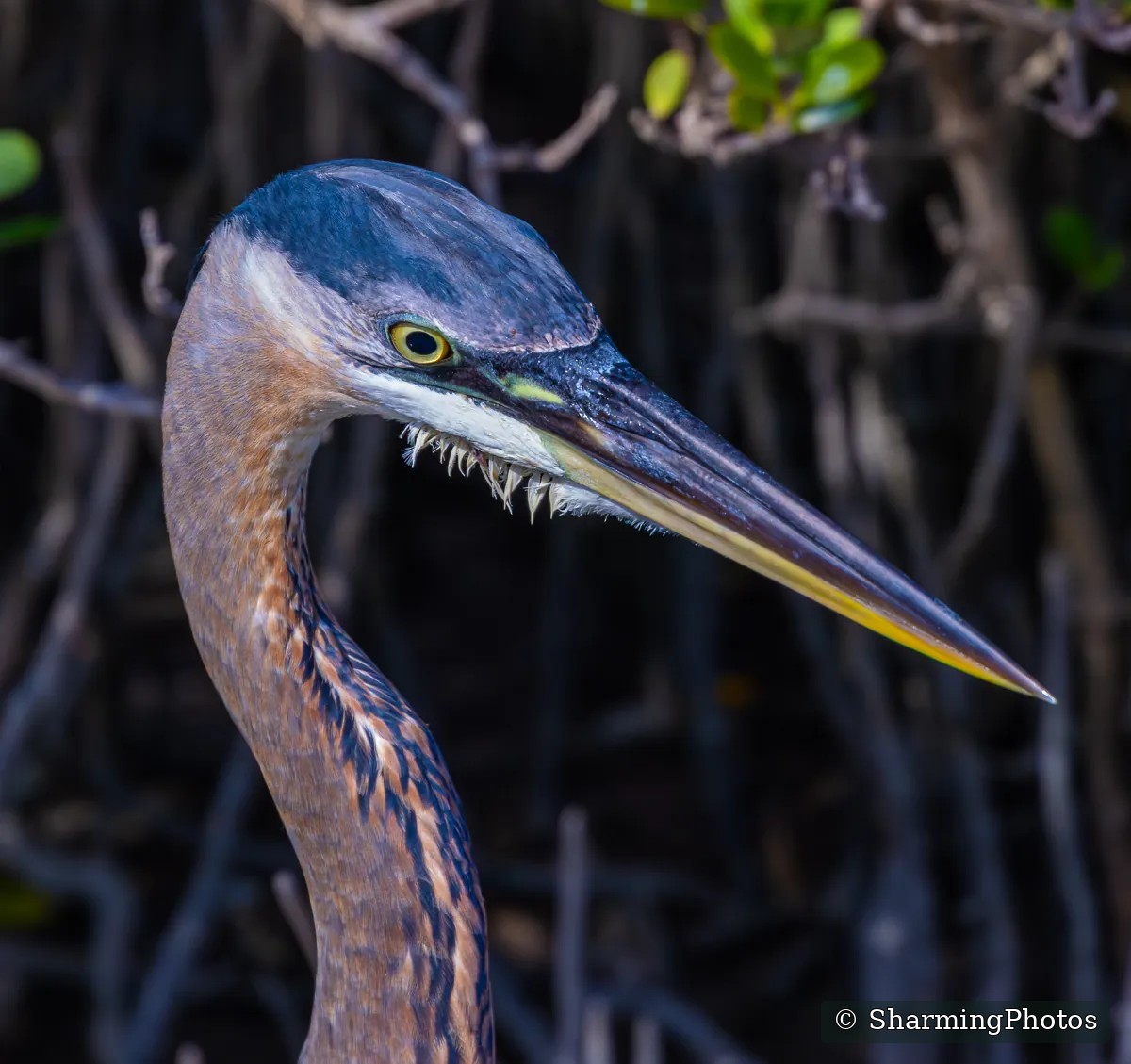 Bird photograph by Susanne Harm