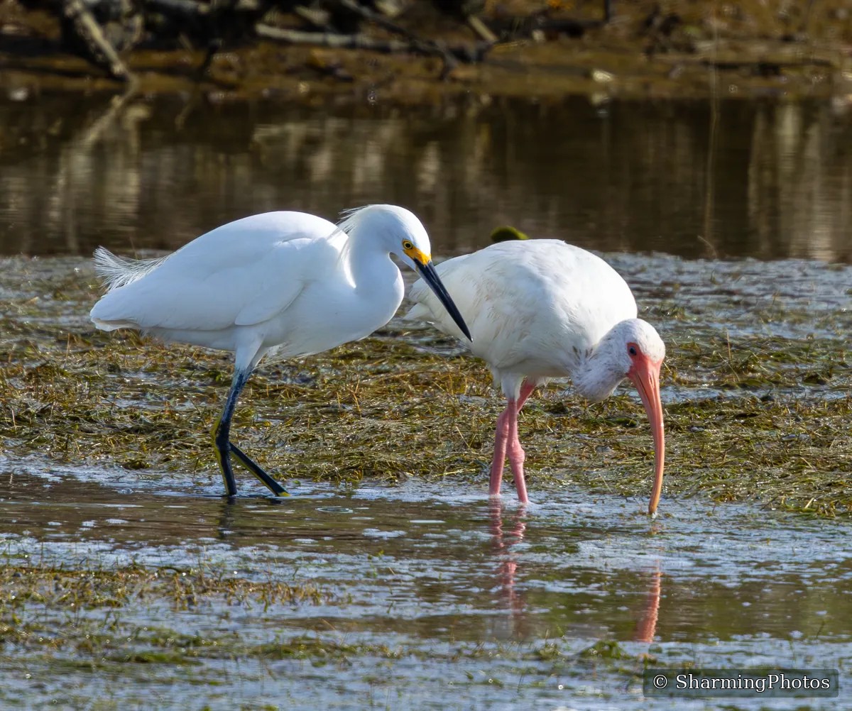 Bird photograph by Susanne Harm