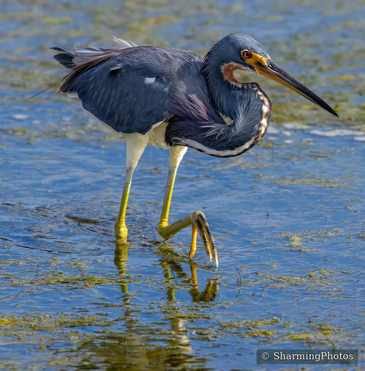 Bird photograph by Susanne Harm