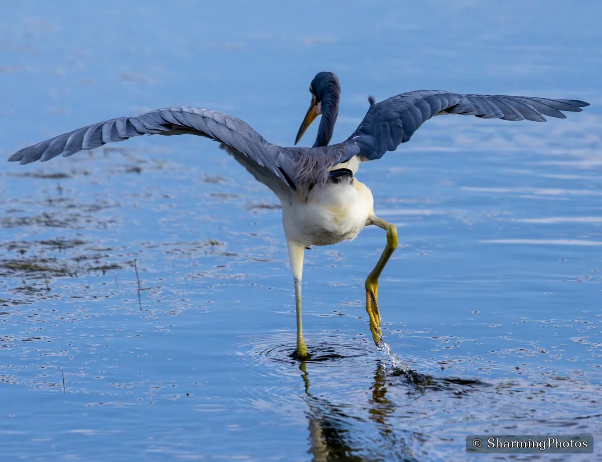 Bird photograph by Susanne Harm