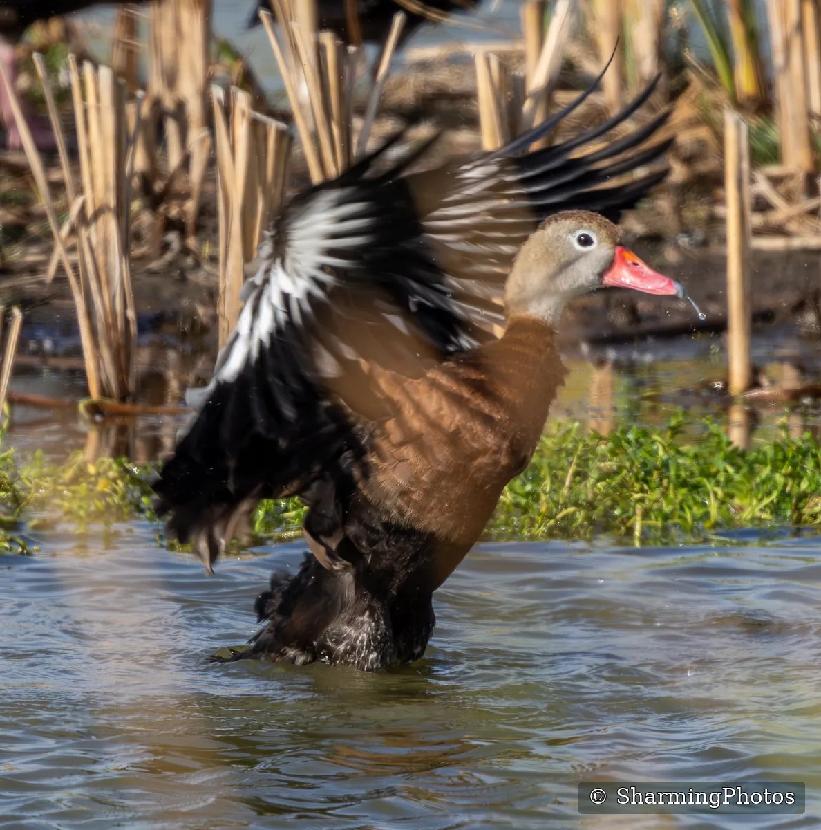 Bird photograph by Susanne Harm