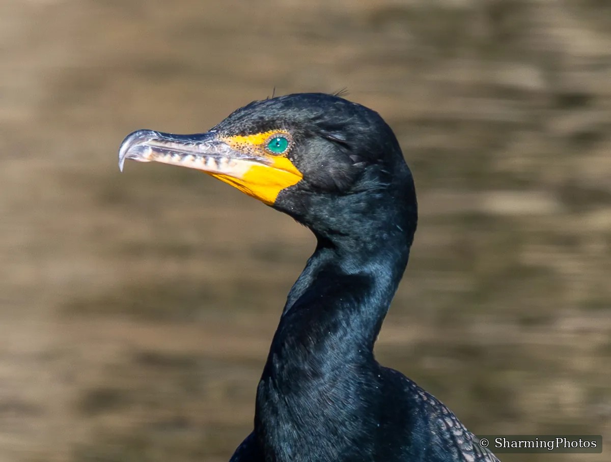 Bird photograph by Susanne Harm
