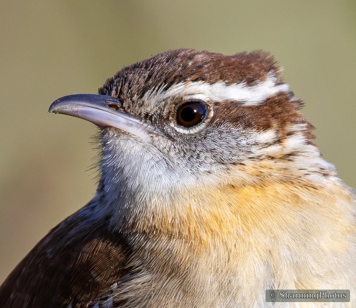Bird photograph by Susanne Harm