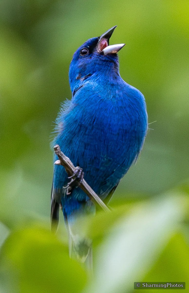 Bird photograph by Susanne Harm