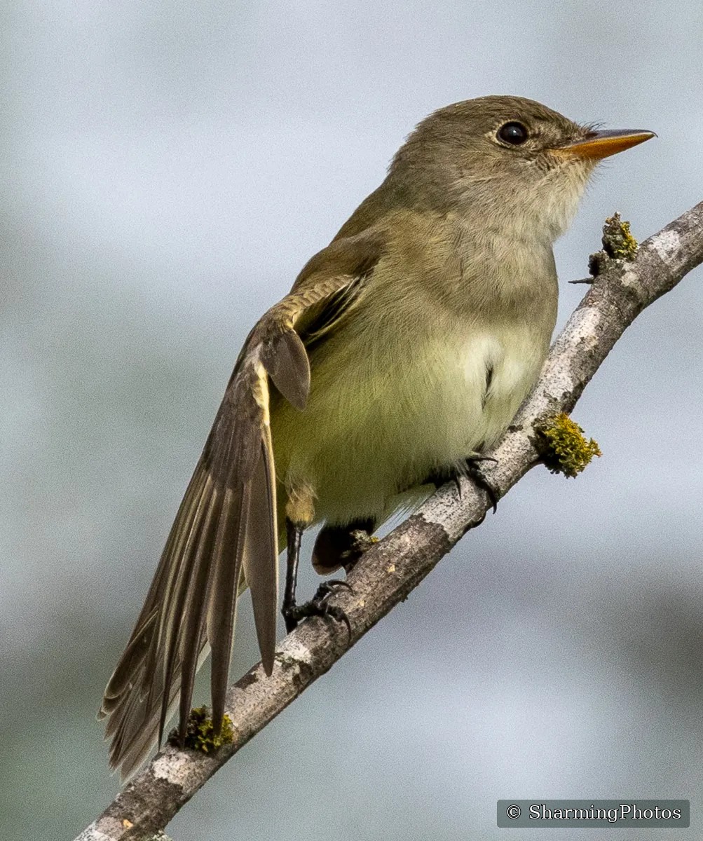 Bird photograph by Susanne Harm