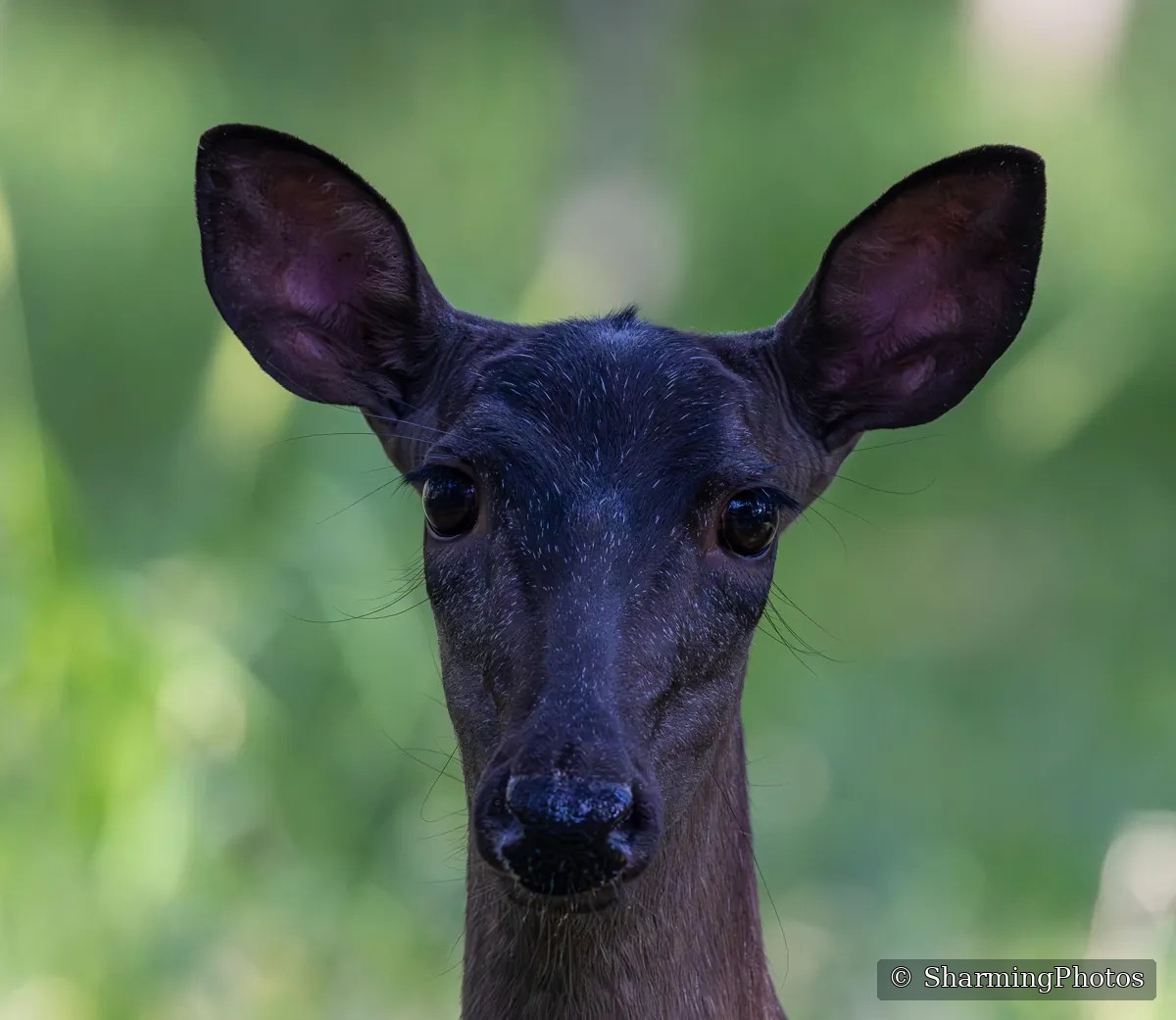 Wildlife photograph by Susanne Harm