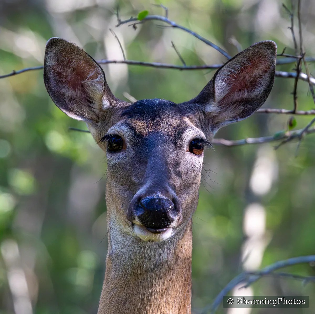 Wildlife photograph by Susanne Harm