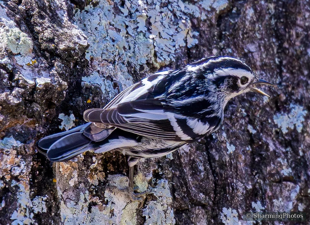 Bird photograph by Susanne Harm
