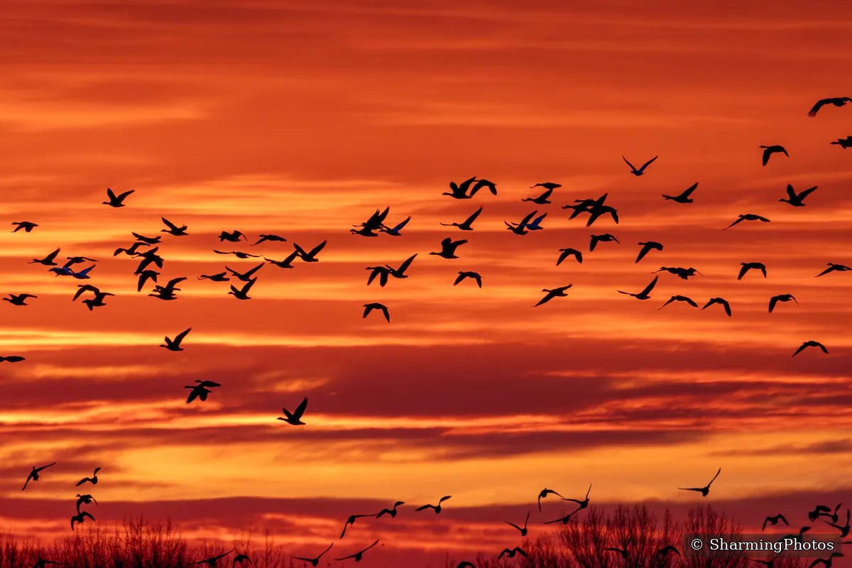Bird photograph by Susanne Harm