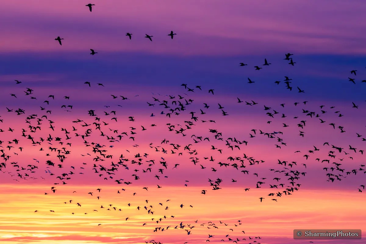 Bird photograph by Susanne Harm
