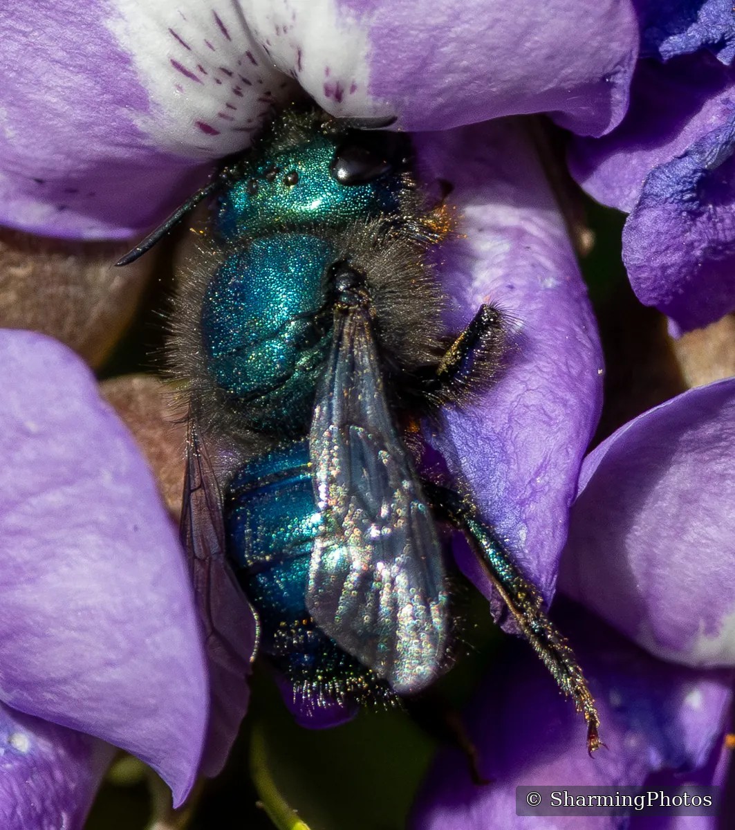 Insect photograph by Susanne Harm