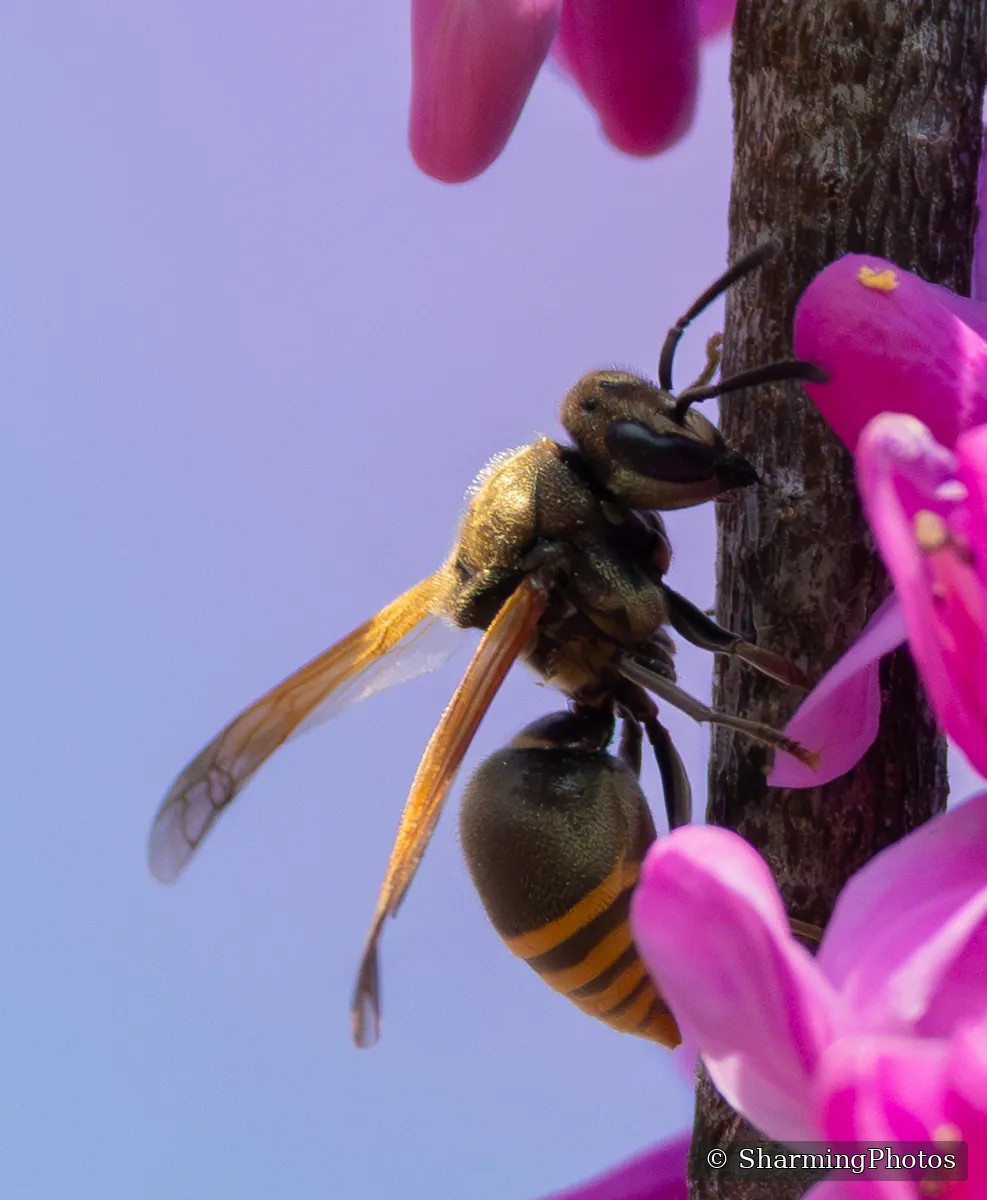 Insect photograph by Susanne Harm