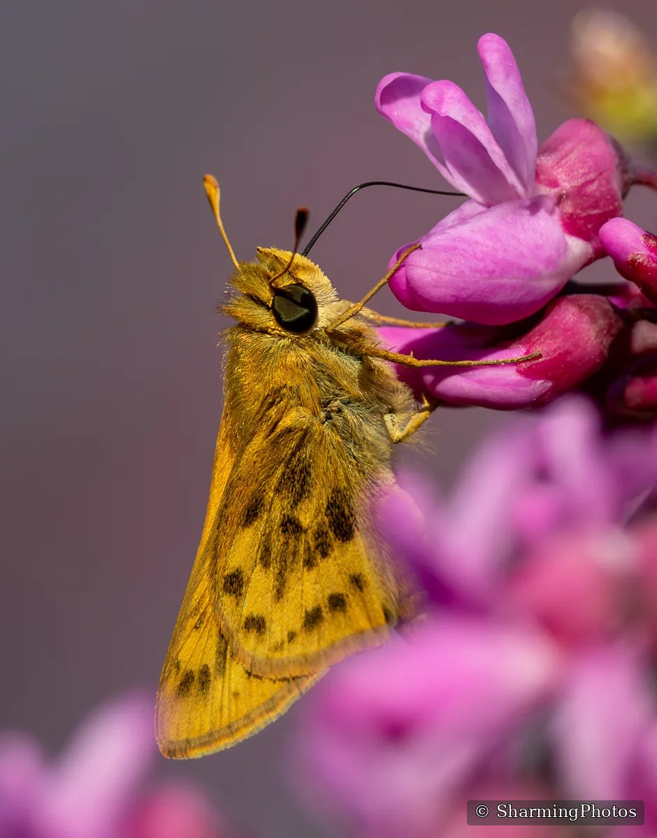 Insect photograph by Susanne Harm