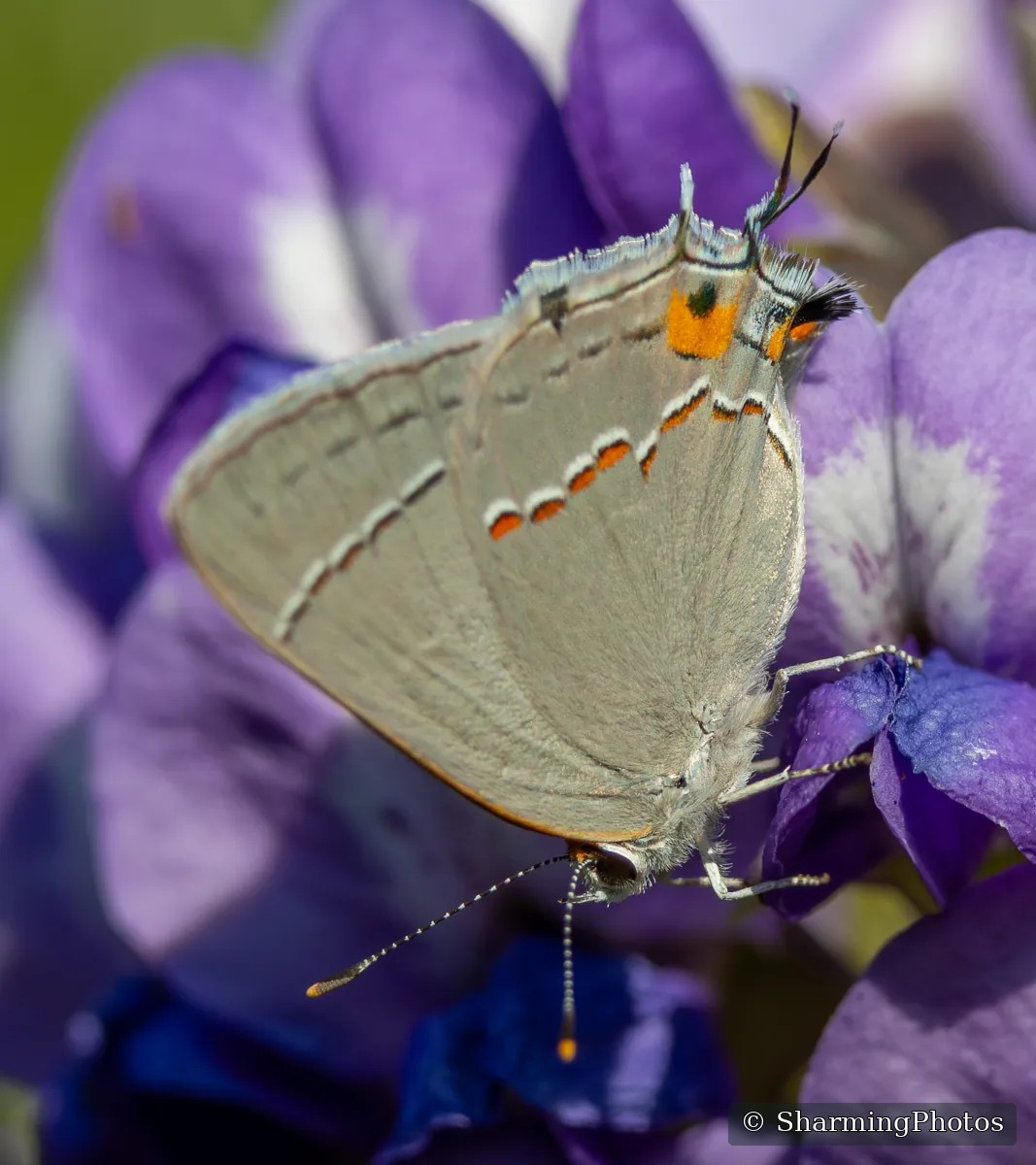 Insect photograph by Susanne Harm