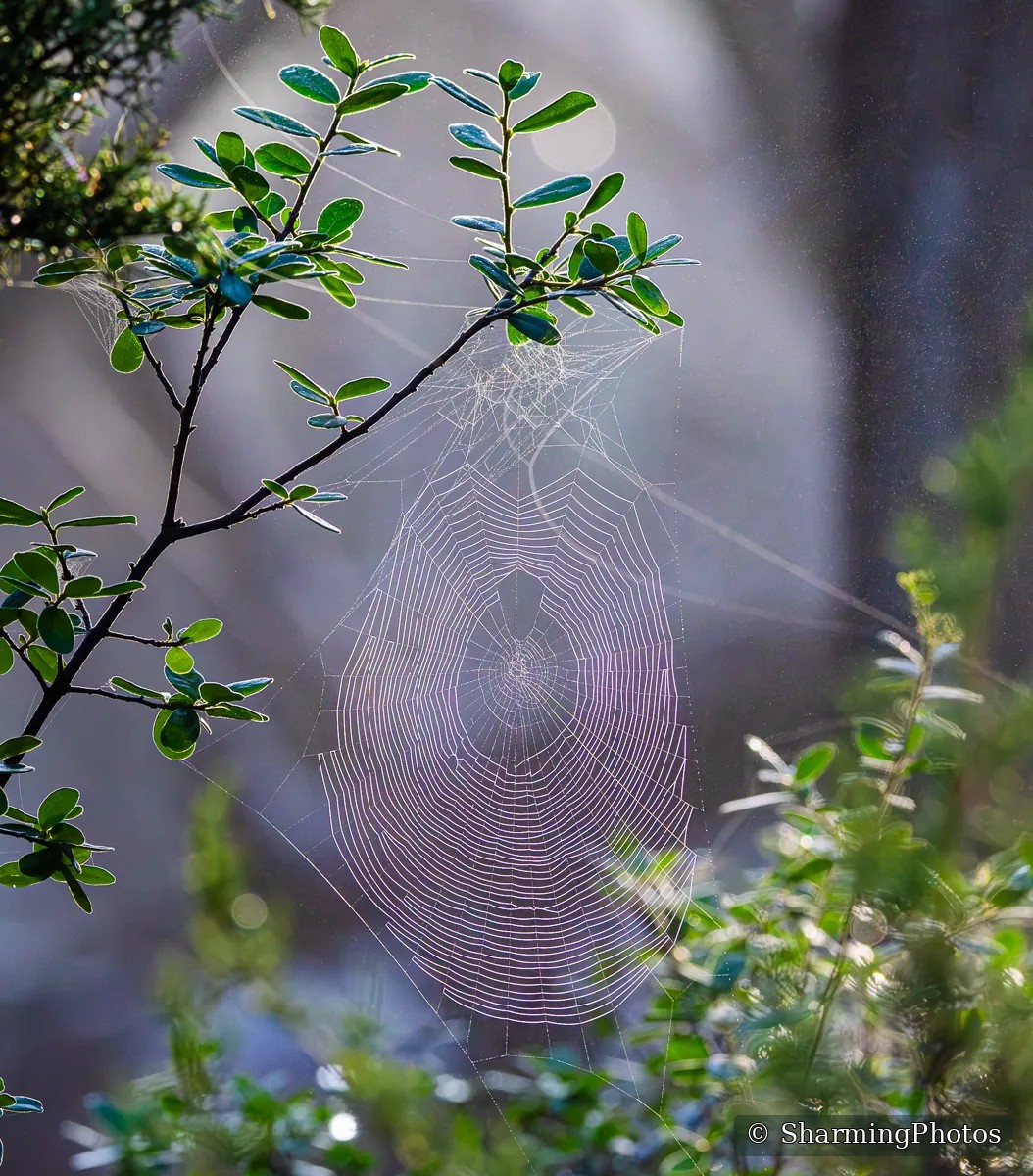 Scenery photograph by Susanne Harm