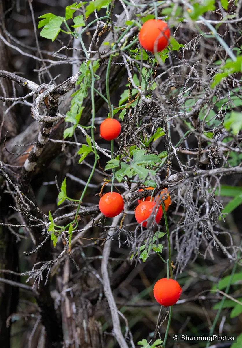 Scenery photograph by Susanne Harm