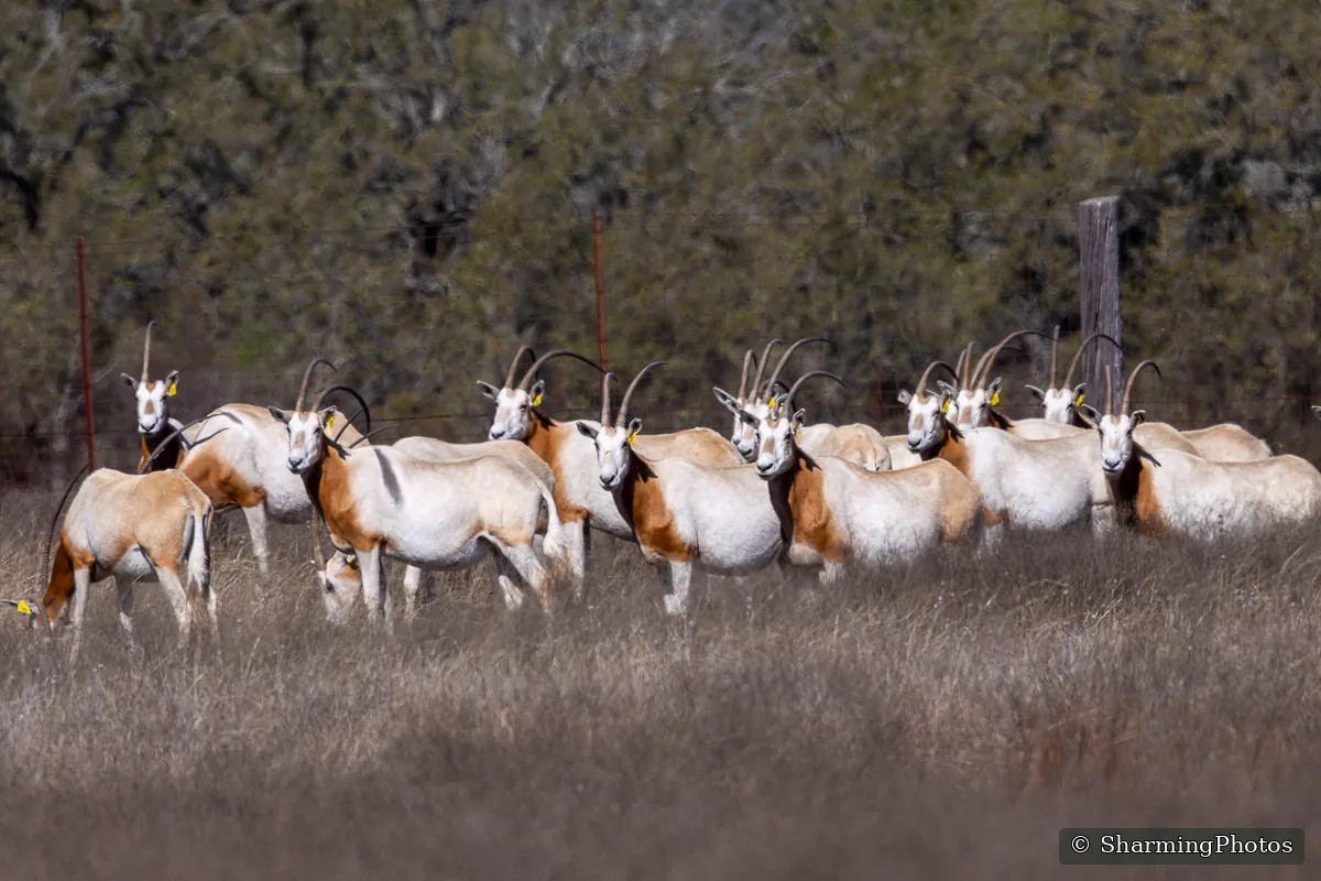 Wildlife photograph by Susanne Harm