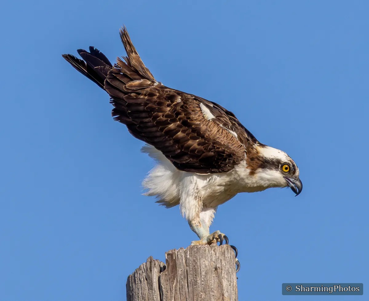 Bird photograph by Susanne Harm