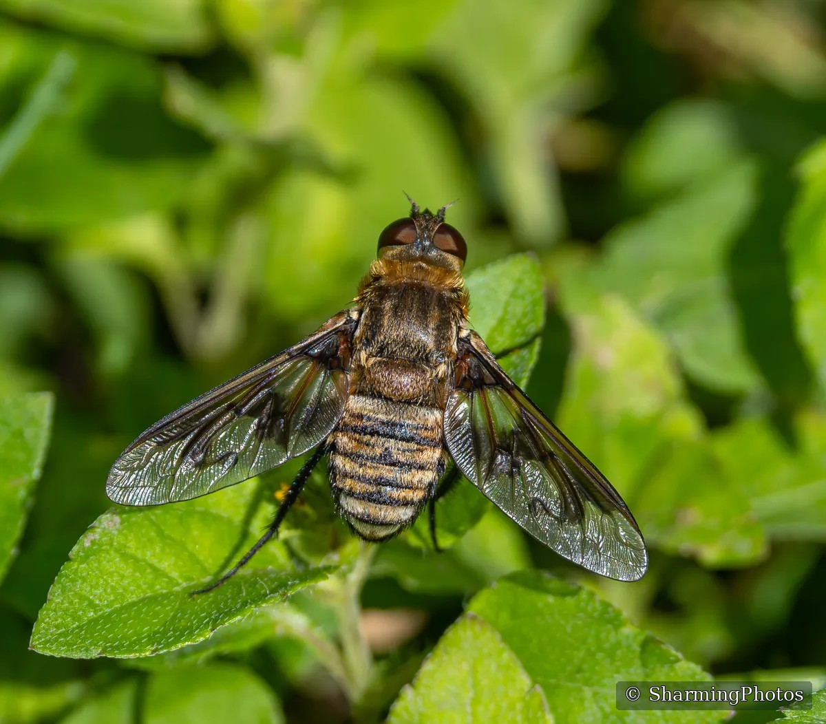 Insect photograph by Susanne Harm