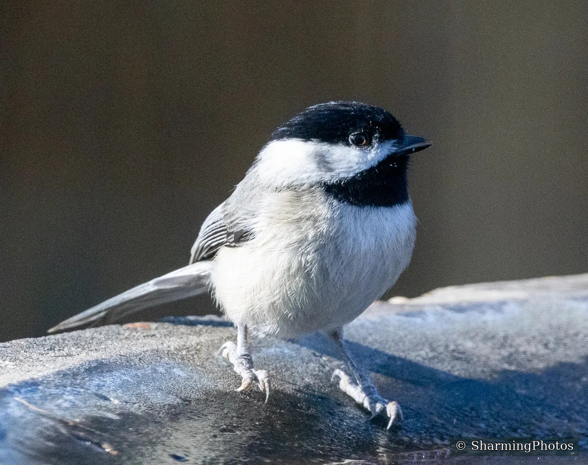 Bird photograph by Susanne Harm