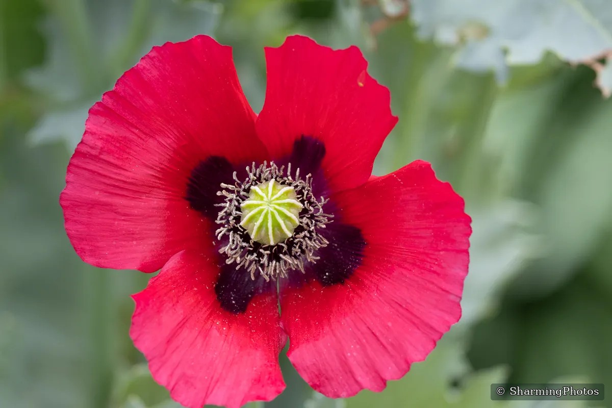 Nature photograph by Susanne Harm