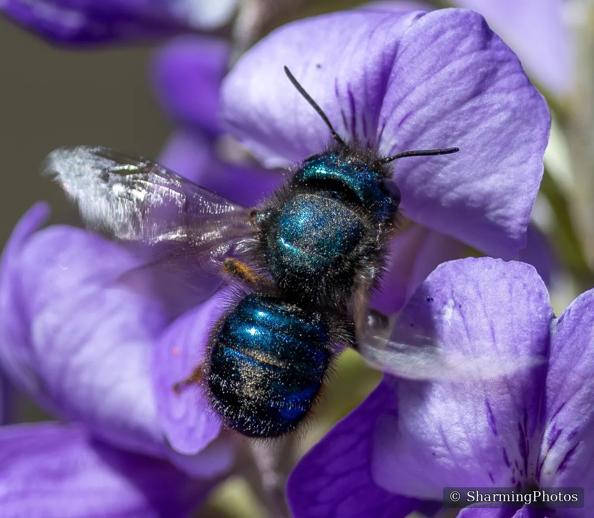 Insect photograph by Susanne Harm