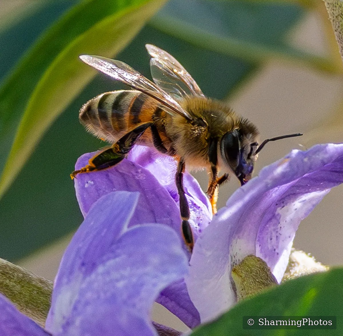 Insect photograph by Susanne Harm