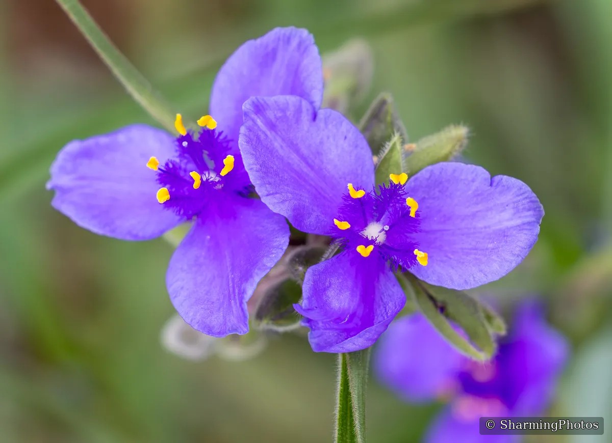 Nature photograph by Susanne Harm