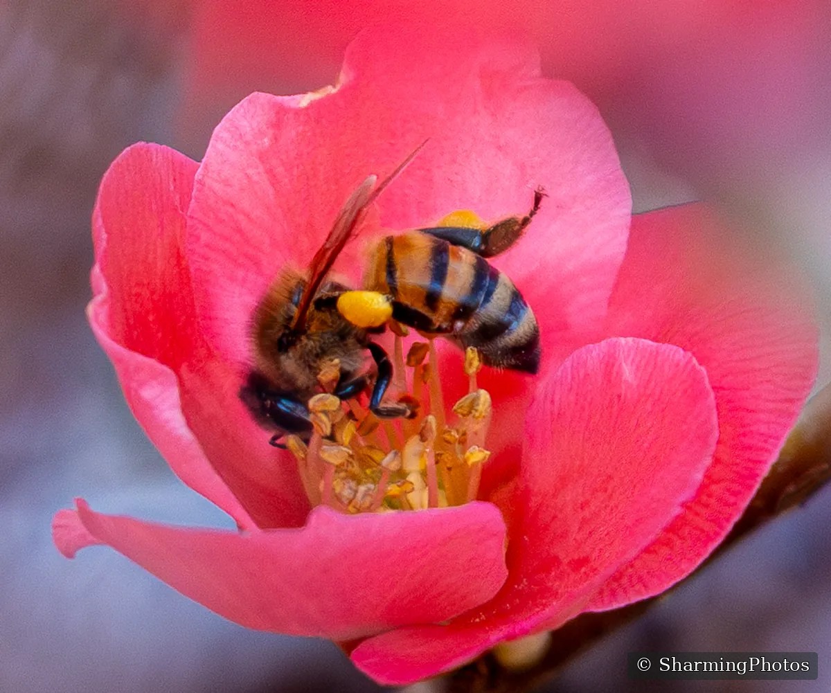 Insect photograph by Susanne Harm