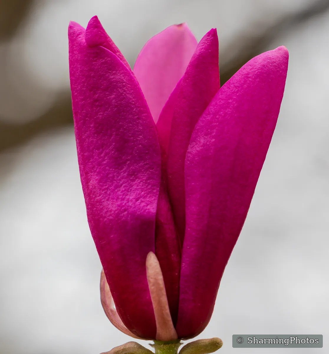 Nature photograph by Susanne Harm