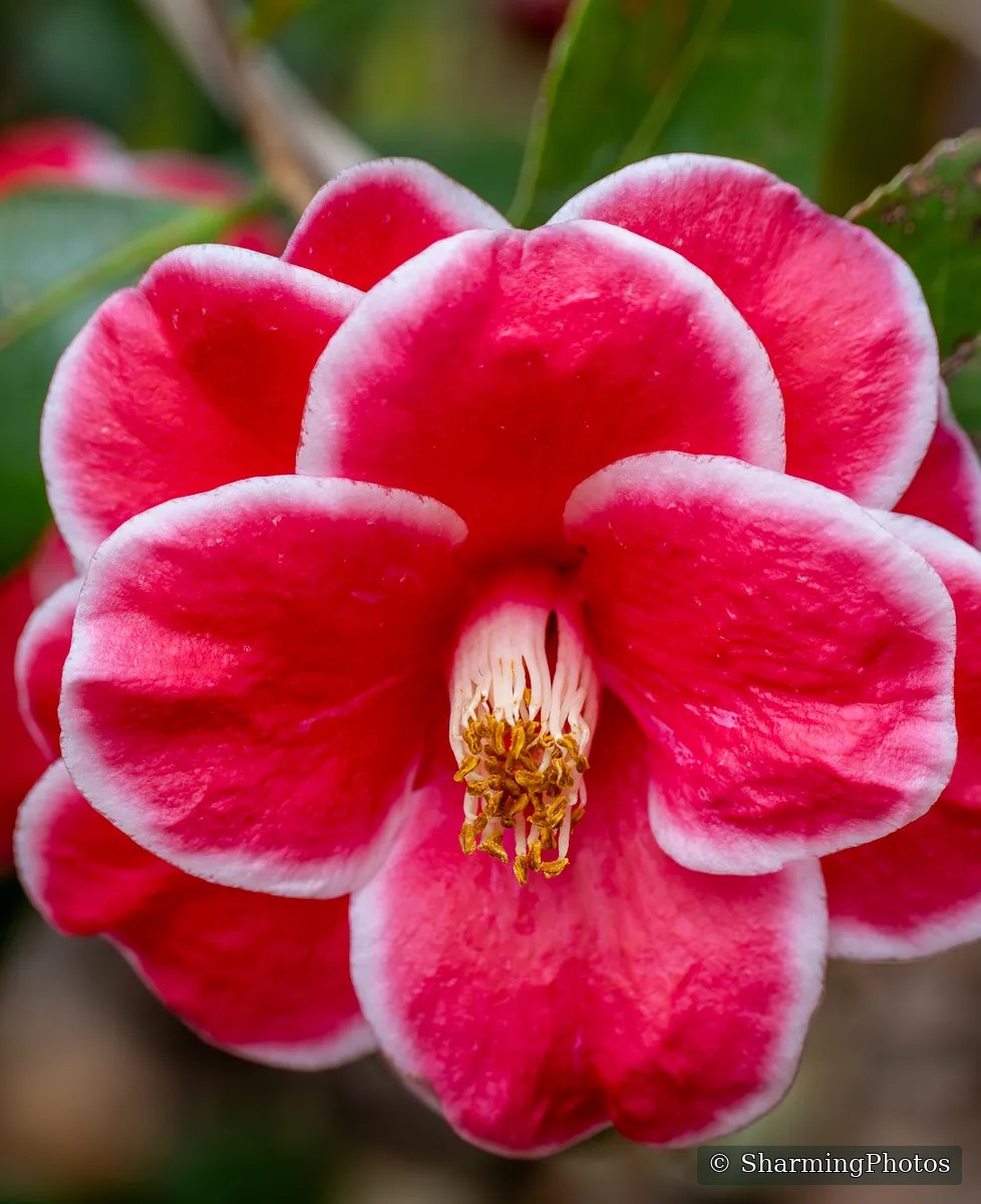 Nature photograph by Susanne Harm