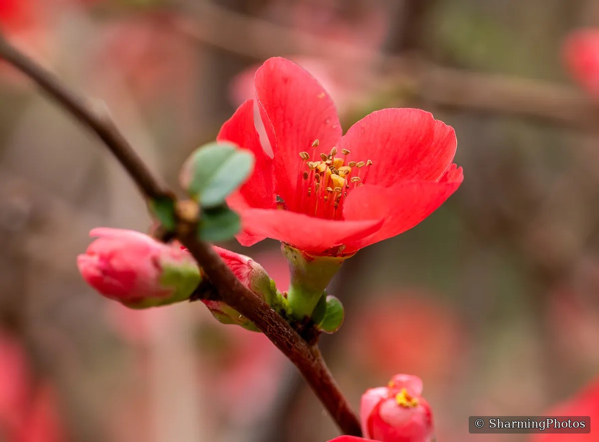 Nature photograph by Susanne Harm
