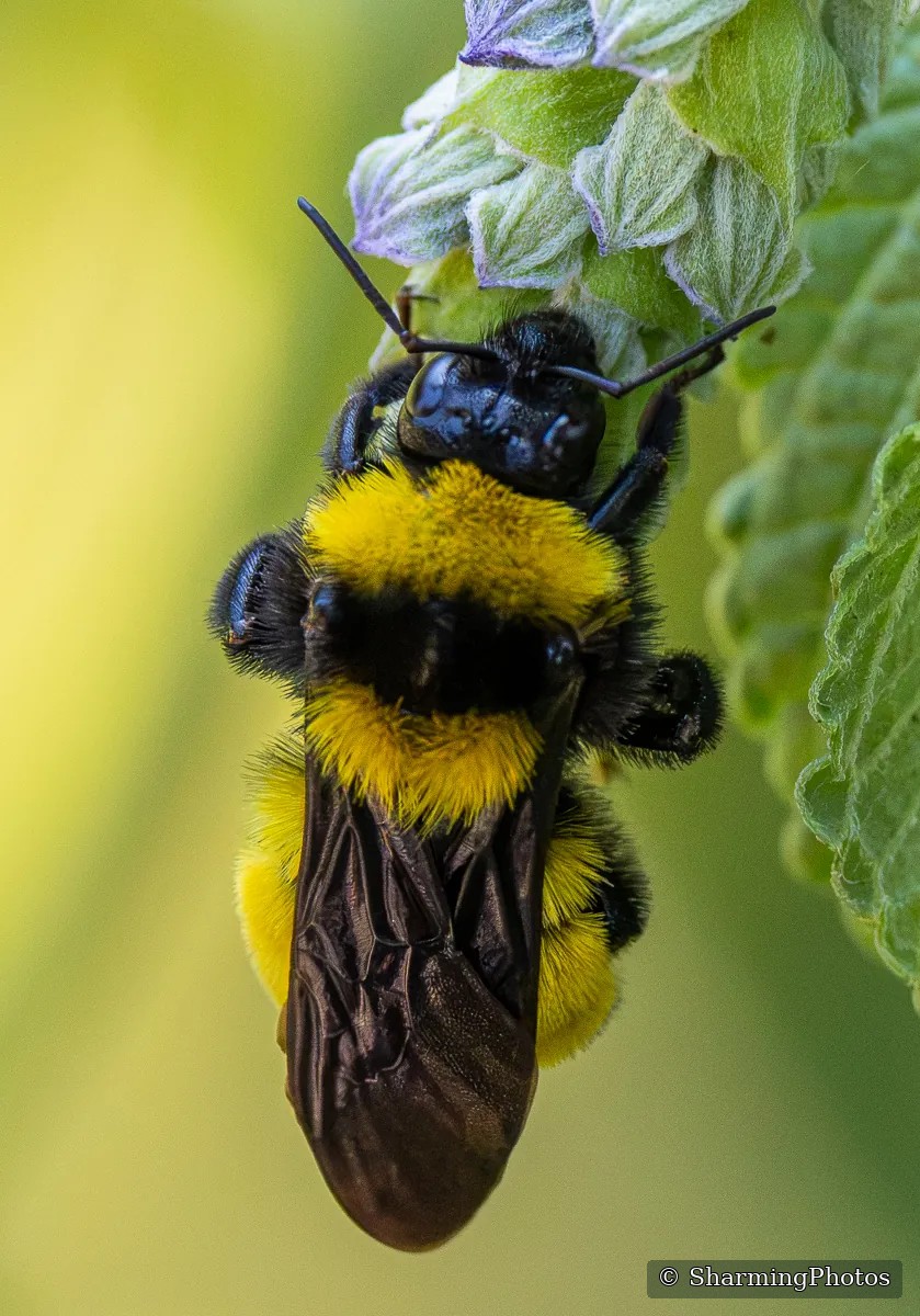 Insect photograph by Susanne Harm
