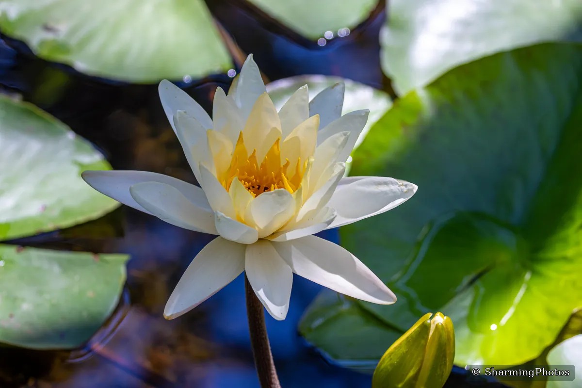 Nature photograph by Susanne Harm