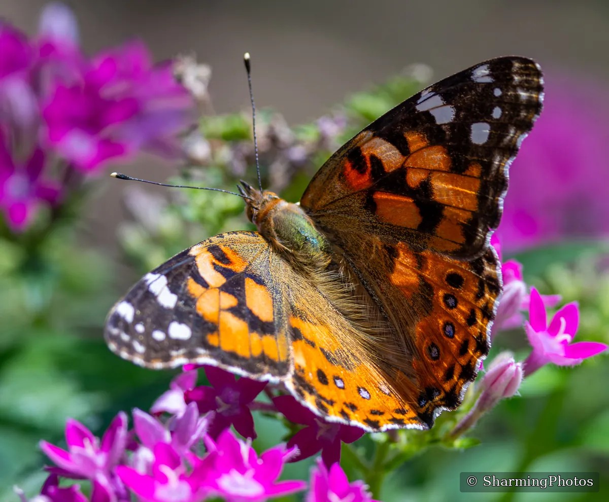 Insect photograph by Susanne Harm