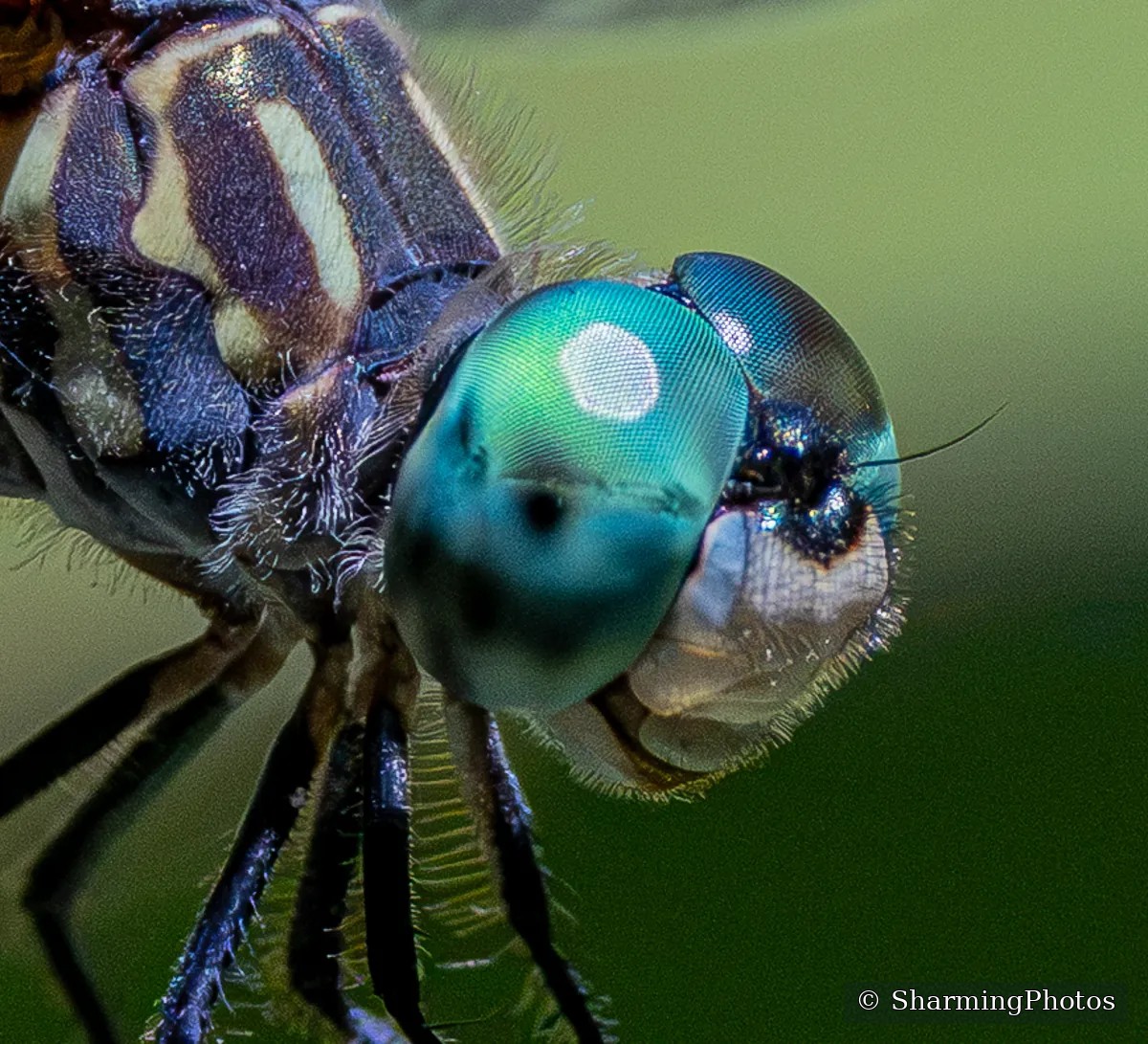 Blue Dasher dragonfly close-up photograph by Susanne Harm