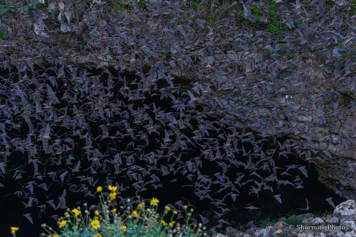 Wildlife photograph by Susanne Harm