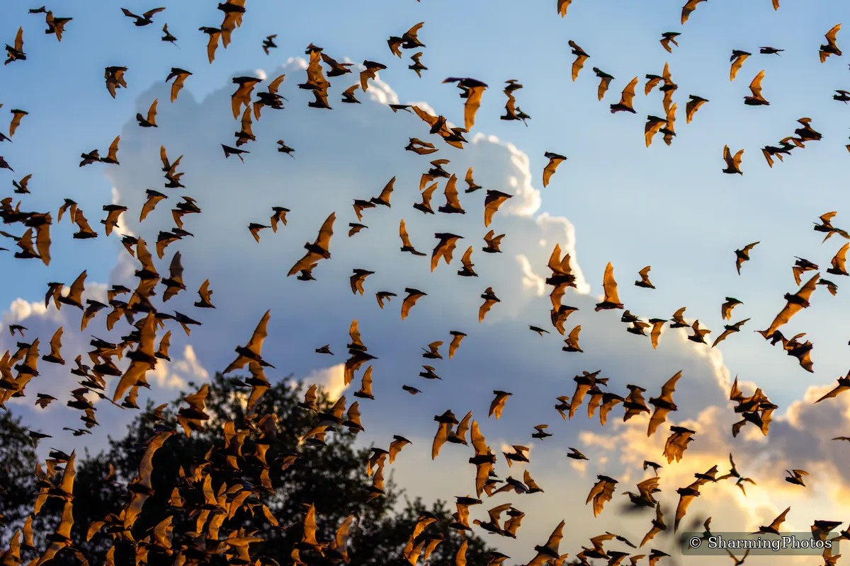 Wildlife photograph by Susanne Harm