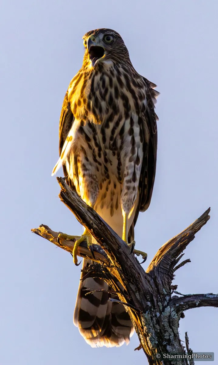 Bird photograph by Susanne Harm