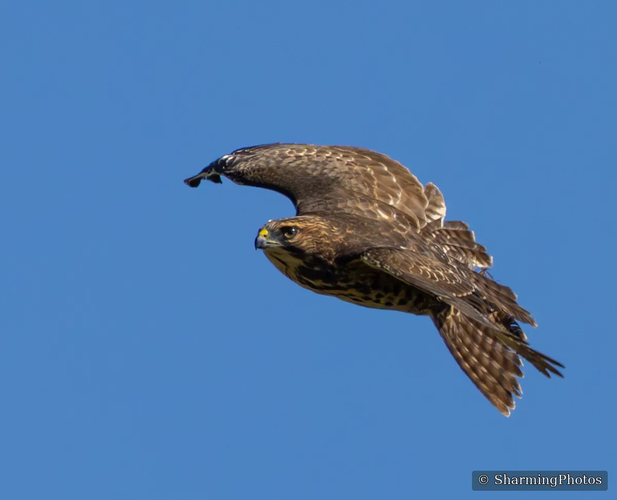 Bird photograph by Susanne Harm
